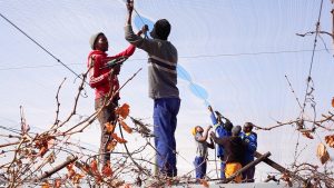 213 Farmworkers and nets