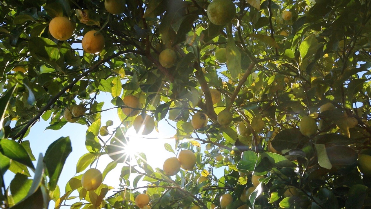 Promising 2017 citrus season – News