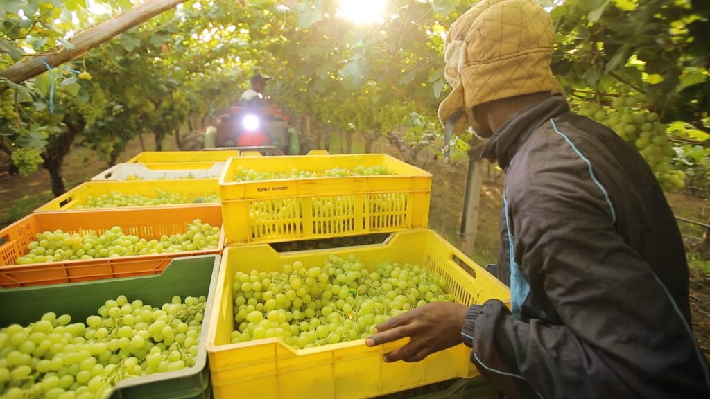 Worldwide shortage boosts demand for SAFE early grape harvest News