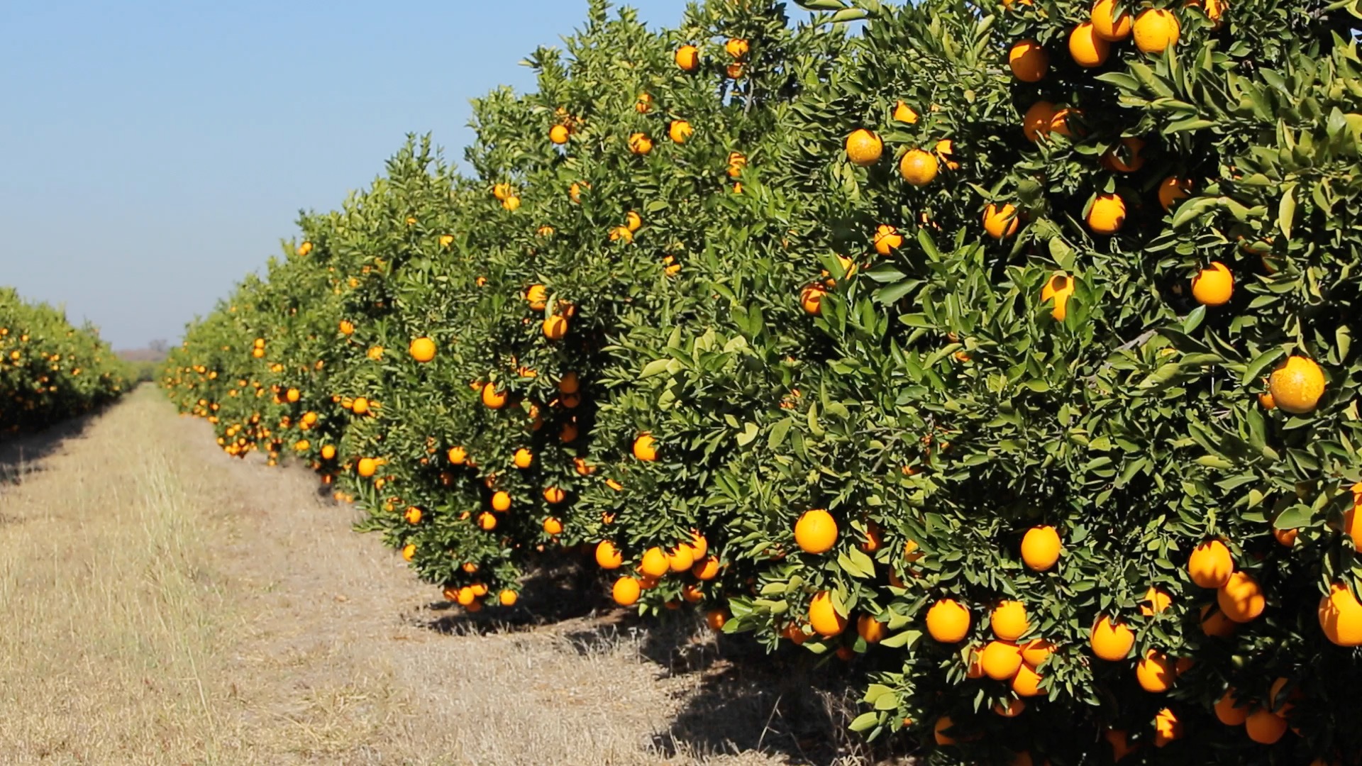 SAFE “best quality” citrus contributes to foreign exchange News