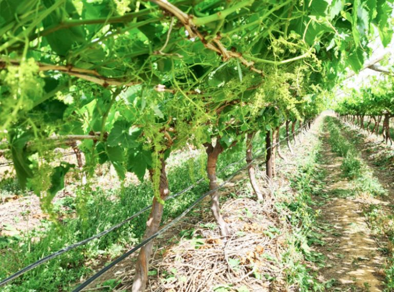 Excitement as SAFE anticipates an “abundant” table grape crop News